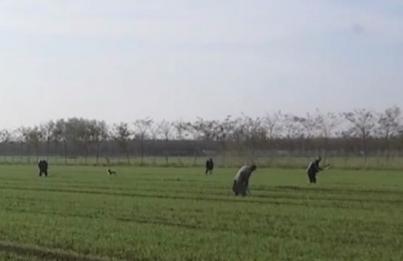 多措并舉加強(qiáng)田間管理 確保小麥安全越冬