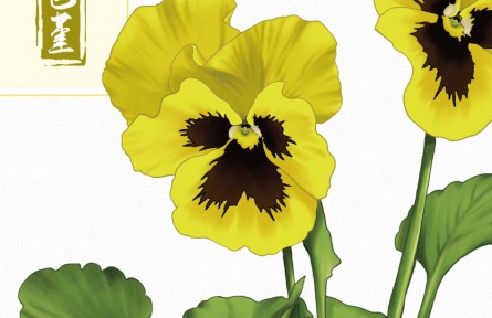 物種故事 | 三色堇：絢麗奪目“貓臉花”