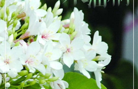 物種故事 | 木油桐：桐花似雪，年年紛飛