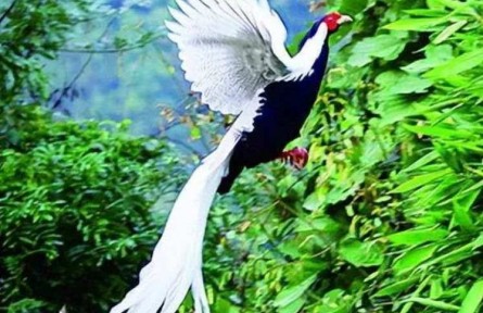 市民在山間拍到“白鳳凰”？真實(shí)身份揭曉！