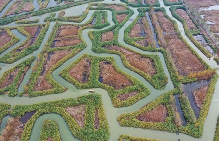 江蘇宿遷泗洪：洪澤湖濕地生態(tài)修復(fù)入選國(guó)際案例
