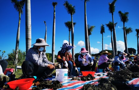 中國蠔鄉(xiāng)——汕尾晨洲，生蠔豐收