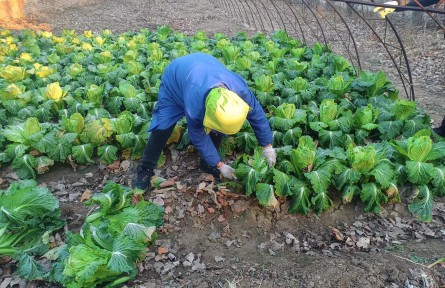 自家種的白菜成熟了，人卻在居家隔離，北京平谷網(wǎng)格員解燃眉之急