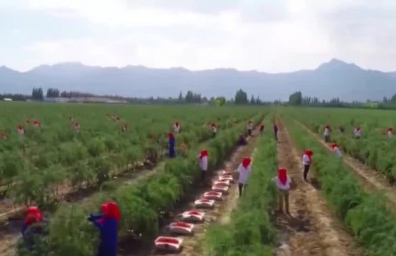 ?財(cái)政部等四部門聯(lián)合印發(fā)通知 進(jìn)一步推進(jìn)政府采購脫貧地區(qū)農(nóng)副產(chǎn)品