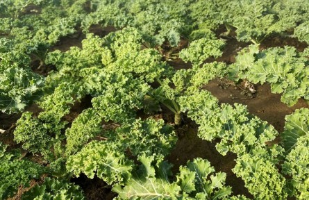 北京順義：北務(wù)鎮(zhèn)溫室蔬菜陸續(xù)上市，豐富市民冬季“菜籃子”