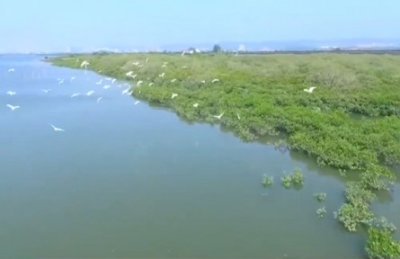 多樣的生物 多樣的精彩：生物多樣性為什么那么重要？