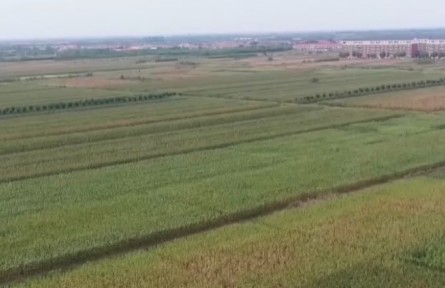 一塊鹽堿地里的“科技含量”