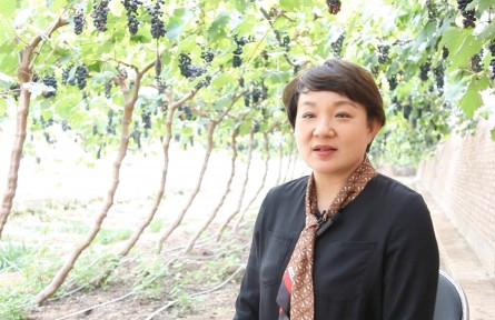 甘作“泥領(lǐng)”的十大女莊主⑥ | 朱小華：女莊主的葡萄王國(guó)