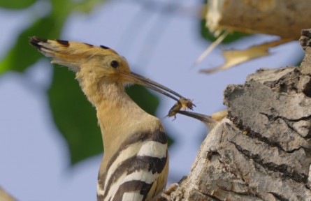 《你好，中國野生動物》系列科普短視頻之《當(dāng)戴勝的寶寶爭搶食物時，父母會偏心嗎？》