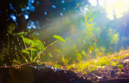 科技名詞 | 植物缺素癥 hunger sign in plant，nutrient deficiency symptom in plant