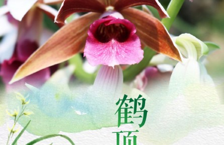 物種故事 | 鶴頂蘭：亭亭玉立 展翅欲飛