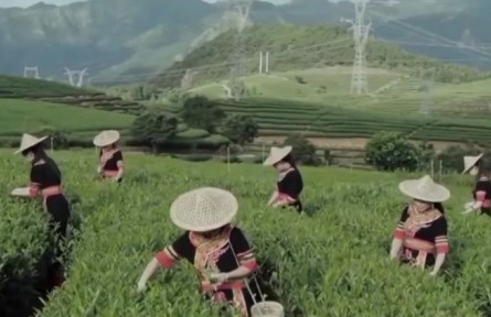 【新時代新征程新偉業(yè)】福建坦洋村：發(fā)展茶產(chǎn)業(yè) 助力鄉(xiāng)村振興