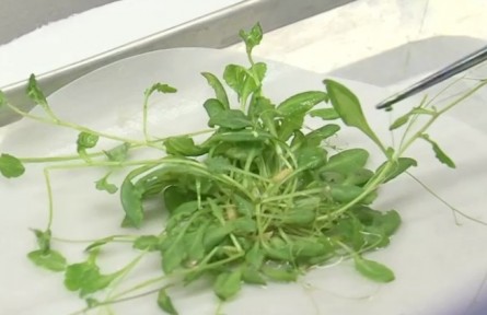 我國首次在軌完成水稻全生命周期培養(yǎng) 如何在太空達成水稻全生命周期培養(yǎng)？