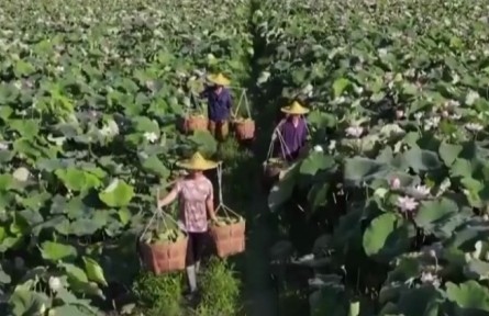 【新思想引領(lǐng)新征程】鄉(xiāng)村振興邁出堅(jiān)實(shí)步伐