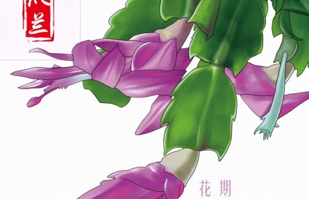 物種故事 | 蟹爪蘭：雖然名字帶蘭，但我是正宗的“仙人掌”