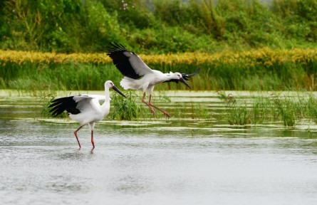 物種故事 | 東方白鸛：體態(tài)優(yōu)美的“鳥界國寶”