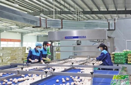 海南農(nóng)墾：拎穩(wěn)“菜籃子” 全力保供應(yīng)