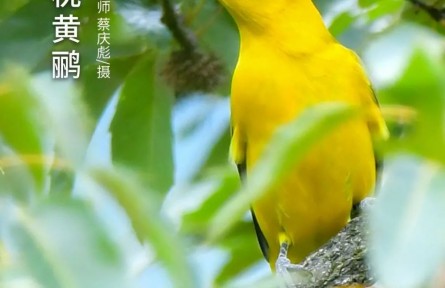 物種故事 | 黑枕黃鸝：雀形目顏值擔(dān)當(dāng) 農(nóng)林業(yè)食蟲益鳥