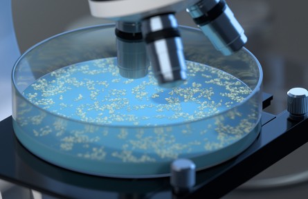 科技名詞 | 霉菌  mold，mould