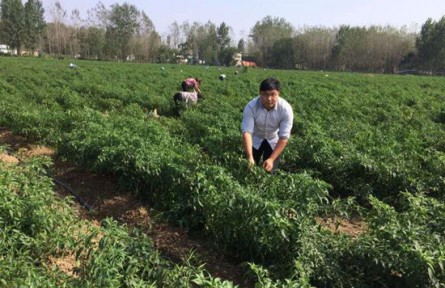 皖北小伙劉大衛(wèi)返鄉(xiāng)種樹的這10年