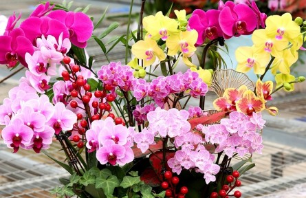 美不勝收！探訪河南鄭州這個(gè)蝴蝶蘭培育基地