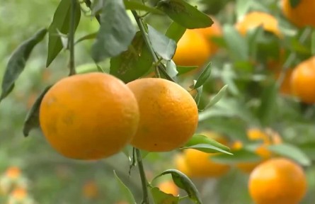 四川眉山：柑橘源源不斷銷全國