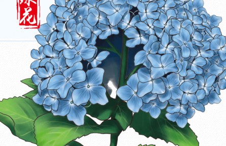 物種故事 | 繡球花：一花開出百花風(fēng)采，“花團(tuán)錦簇”非我莫屬