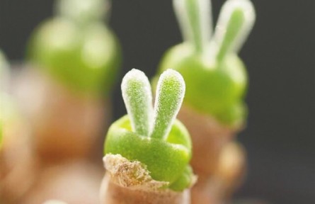 物種故事 |“兔”植物：呆萌可愛身姿美