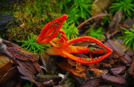 物種故事 | 佛手菌：色彩艷麗 形狀奇特