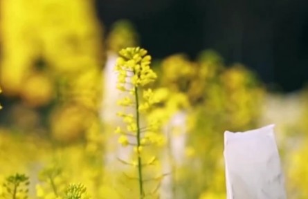 紀(jì)錄片《端牢中國(guó)飯碗》育種家把油菜種了100多遍