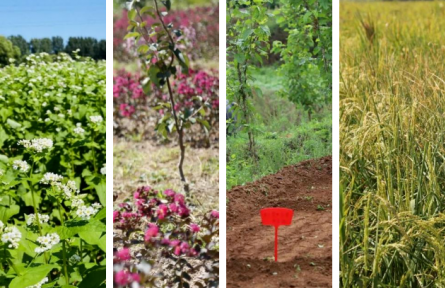 北京平谷：15個“博士”農(nóng)場落地峪口，加快農(nóng)業(yè)升級助力鄉(xiāng)村振興