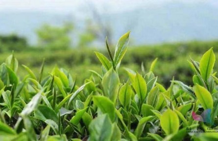 辟謠 | 綠茶寒紅茶暖？關(guān)于茶葉的8個誤區(qū)