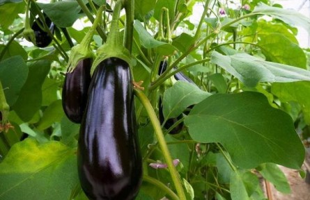 為什么早春茄子只開花不結(jié)果？