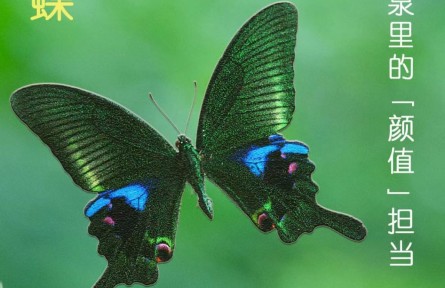 物種故事 | 窄斑翠鳳蝶：蝴蝶泉里的“顏值”擔(dān)當(dāng)