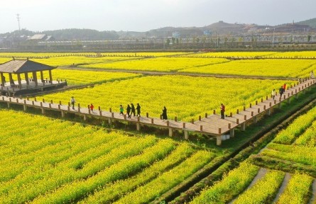 我國油菜籽生產(chǎn)與貿(mào)易知多少？