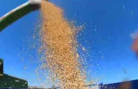 全國(guó)秋糧收購(gòu)超1.6億噸 收購(gòu)進(jìn)度加快