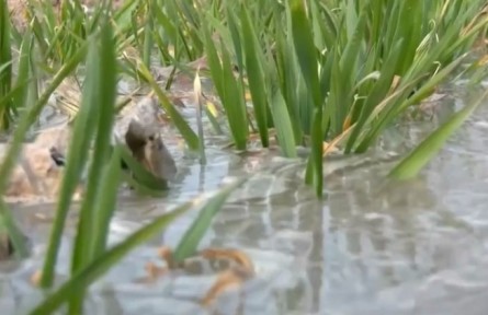 全國(guó)625處大中灌區(qū)開始春灌