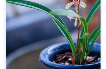 名言 | 諸葛亮：夫君子之行，靜以修身，儉以養(yǎng)德