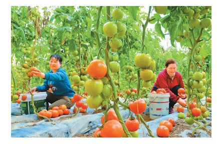 拎穩(wěn)“菜籃子”，給設(shè)施農(nóng)業(yè)升級(jí)