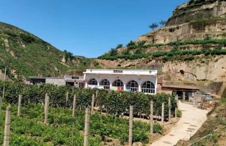 陜西米脂：庭院“方寸地” 群眾“增收園”