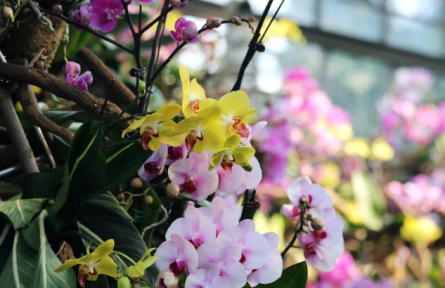 物種故事 | 蘭花：悠悠蘭草香，謙謙君子心