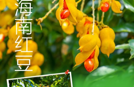 物種故事 | 海南紅豆：果實(shí)似花生