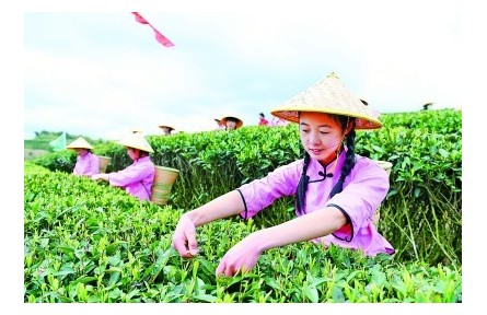 小茶葉成為鄉(xiāng)村振興“金葉子”——福建南平牢記囑托以統(tǒng)籌“三茶”推進(jìn)鄉(xiāng)村振興的實踐與啟示