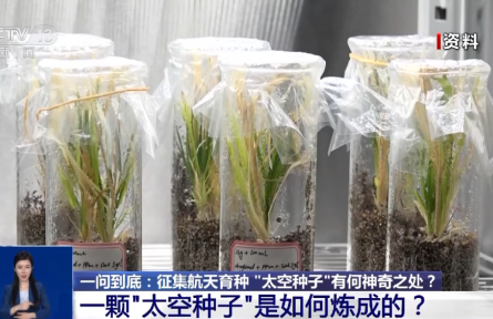 航天育種實驗如何開展？“上天入地”的“太空種子”這樣煉成