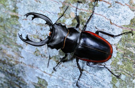 物種故事 | 庫(kù)光脛鍬甲：身材寬大 珍稀物種