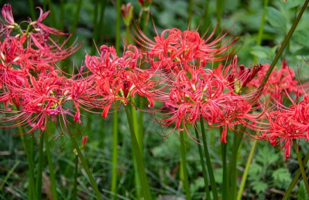 辟謠 | 野菜＝綠色食品？這些野菜食用的“坑”別再踩了！