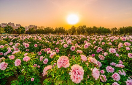 賞牡丹、品牡丹、唱牡丹……山東菏澤進(jìn)入“牡丹時(shí)刻”！