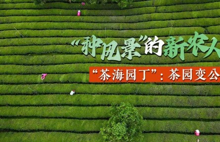“種風(fēng)景”的新農(nóng)人徐姍姍：茶山變金山，茶園變公園
