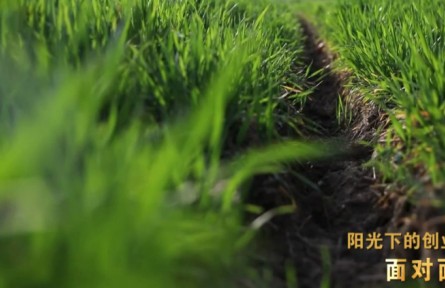 “新農(nóng)人”孫振中、魏巧夫婦：陽(yáng)光下的創(chuàng)業(yè)