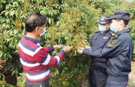 海關(guān)為茂名荔枝擴(kuò)大出口“搭好臺(tái)、鋪好路”
